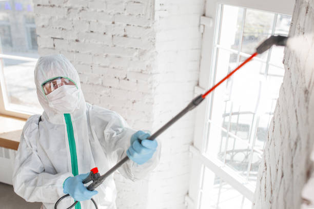 Best DIY Mold Remediation in Mahanoy City, PA